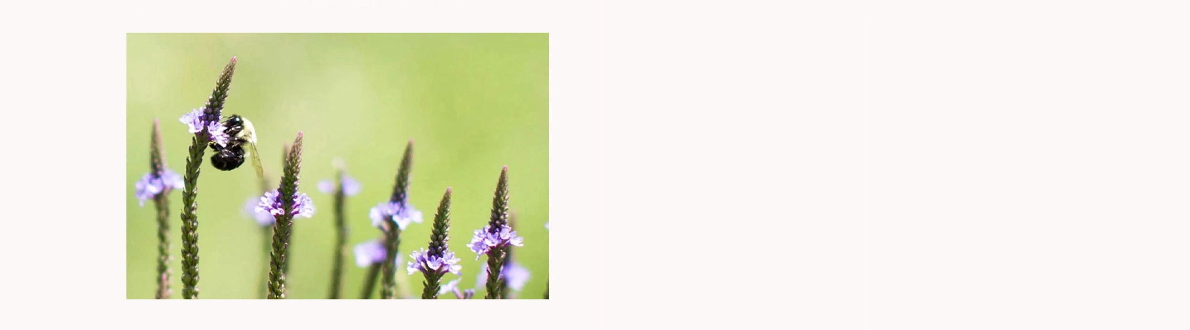 Bee on a flower