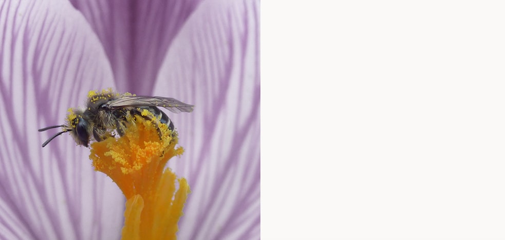 Pollinating bee